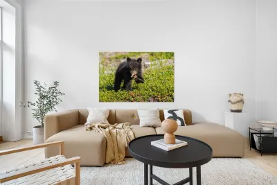 Black Bear Cub Reproduction