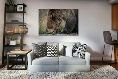 Grizzly Boar Reproduction