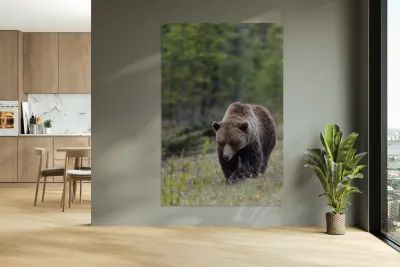 Grizzly Boar Reproduction