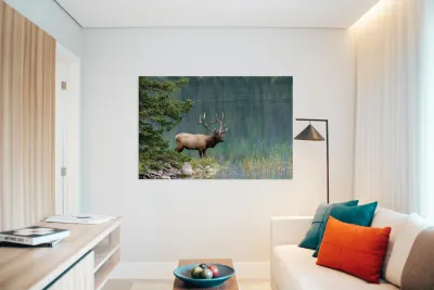 Bull Elk Reproduction