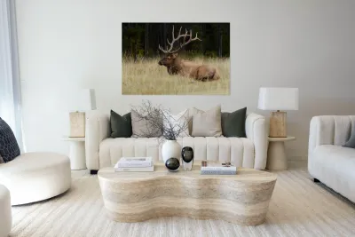 Bull Elk Reproduction