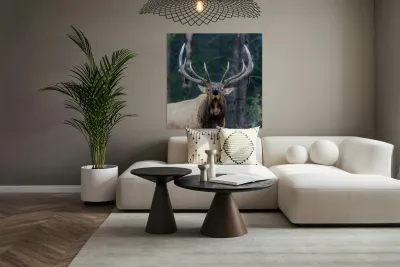 Bull Elk Reproduction