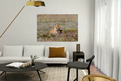 Red Fox Kits Reproduction