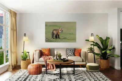 Red Fox Kit Reproduction