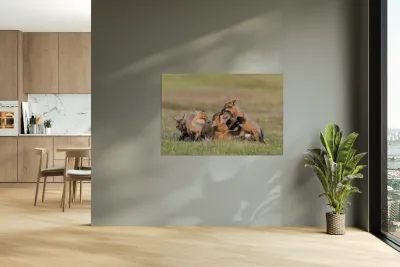 Red Fox Kits Reproduction