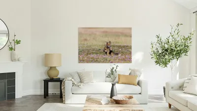 Red Fox Kits Reproduction