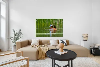 Male Ruddy Duck Reproduction