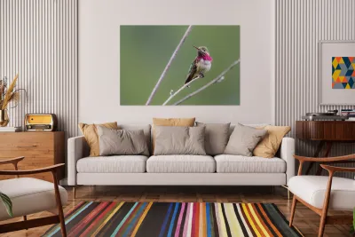 Male Calliope Hummingbird Reproduction