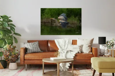 Great Blue Heron Reproduction