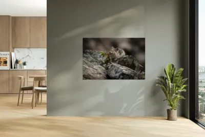 American Pika Reproduction