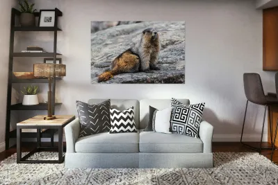 Hoary Marmot Reproduction