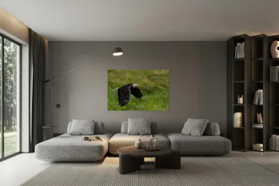 Bald Eagle Reproduction