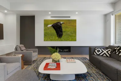 Bald Eagle Reproduction