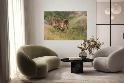 Bighorn Ram Reproduction