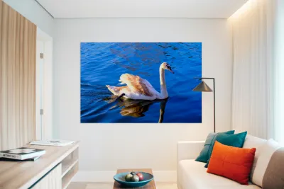 Baby Swan Cygnet 2 Reproduction