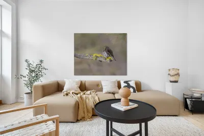 Northern Pygmy Owl Reproduction