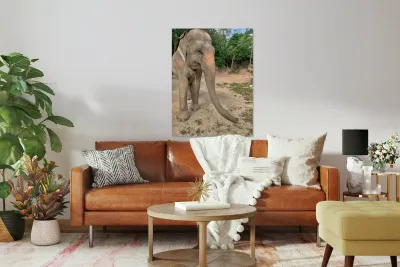 Elephant Trunk Sideways Reproduction