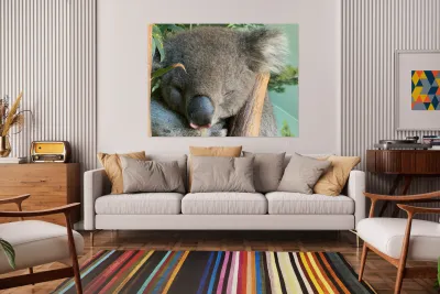 Sleep Well Koala Reproduction