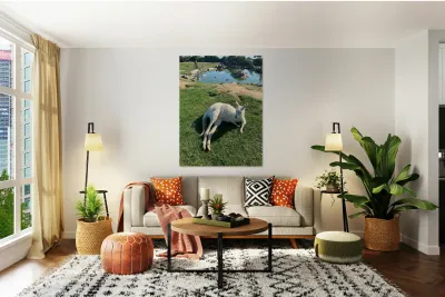 White Kangaroo Chilling Reproduction