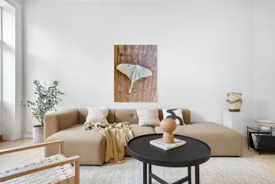 White Butterfly Reproduction