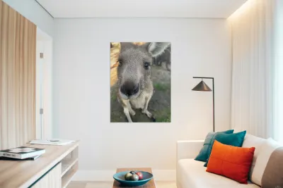 Kangaroo Close Up Reproduction