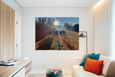 Cows in the Sun Reproduction