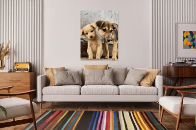 Give Me Some Room Puppy Reproduction