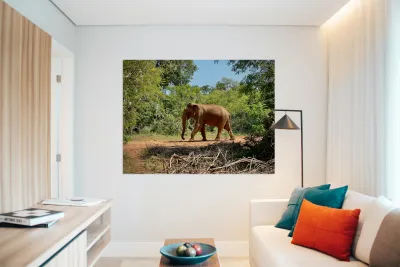 Elephant in the Wild Reproduction