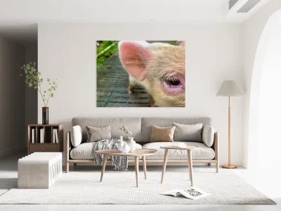 Pig Eye Reproduction