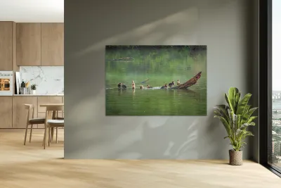 Group of ducklings washing in lake at dusk Reproduction