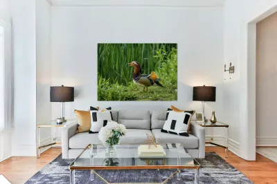 Mandarin Duck on the lakeshore at the Mere in Ellesmere  Reproduction