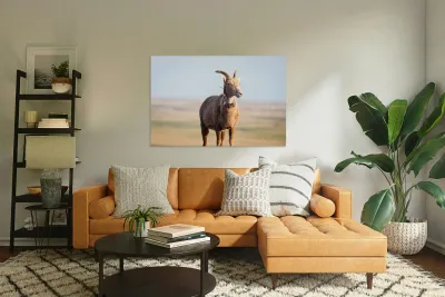 Big Horn Sheep Lucky Number 13 Reproduction