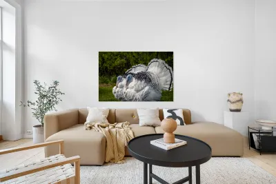 Turkeys Reproduction