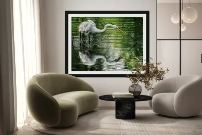 Feeding Egret Reproduction