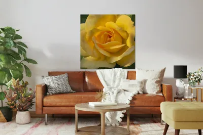 Yellow rose Reproduction