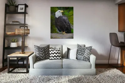 Bald eagle  Reproduction