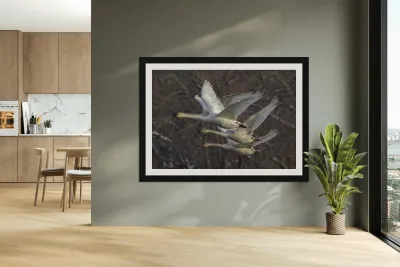 Trumpter swans Reproduction