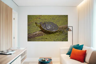  PaintedTurtle Reproduction