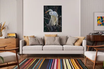 White egret Reproduction