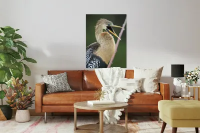 Juvenile Anhinga Reproduction