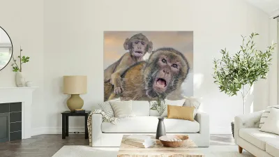  Barbary Macaques Monkey Reproduction