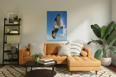 Big wing osprey Reproduction