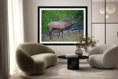 Alert call — bull elk Reproduction