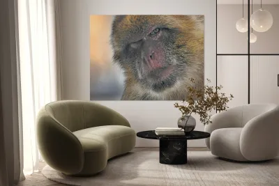 Barbary Macaques monkey Reproduction