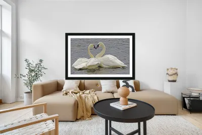 Trumpeter Swans Reproduction