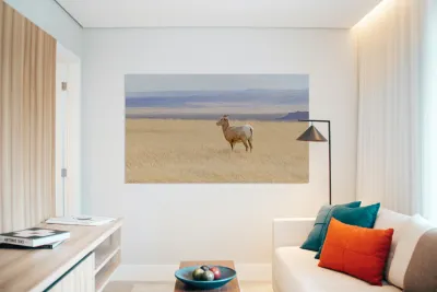 Bighorns in the Badlands Reproduction