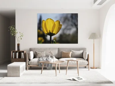 Yellow Tulip Reproduction