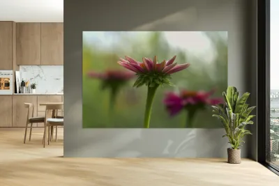 Coneflower Blooming Reproduction