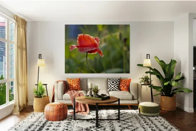 Color Burst Reproduction