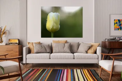 Yellow and White Tulip Reproduction